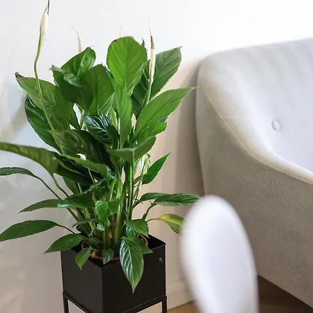 Duda Apartment *